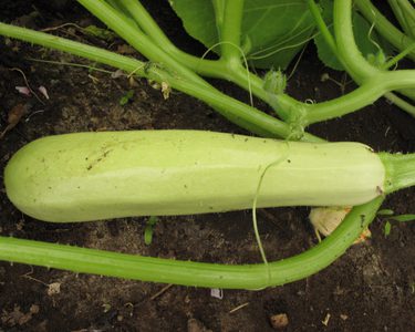 Harvested fruit of White Serpent squash