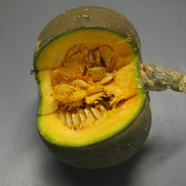 Harvested fruit of Zapallito de Tronco squash sliced open