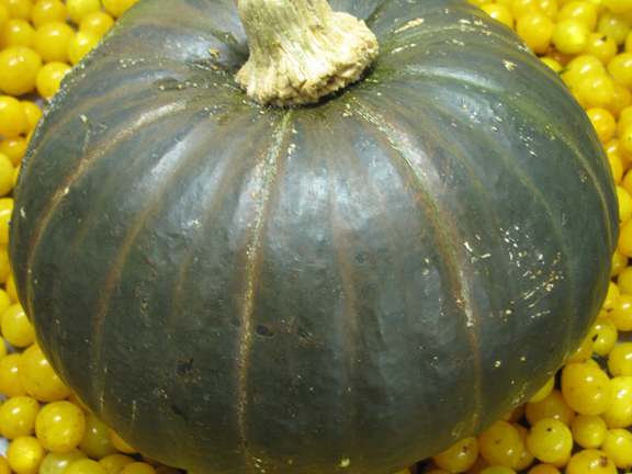 Harvested fruit of Zapallito de Tronco squas with estonian yellow mini cherry tomatoes