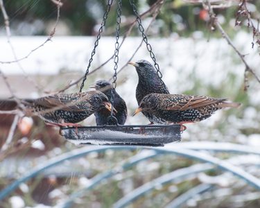 Alternative text should describe the visual content of the image.