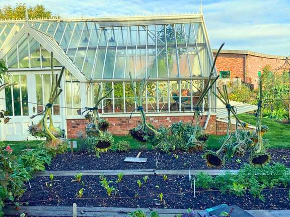 sunflower heads hanging from a rope in a garden