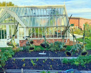 sunflower heads hanging from a rope in a garden