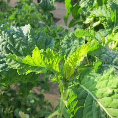 Alternative text should describe the visual content of the image.