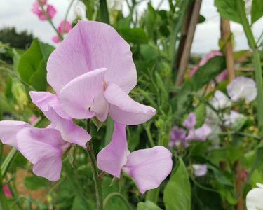 Alternative text should describe the visual content of the image.