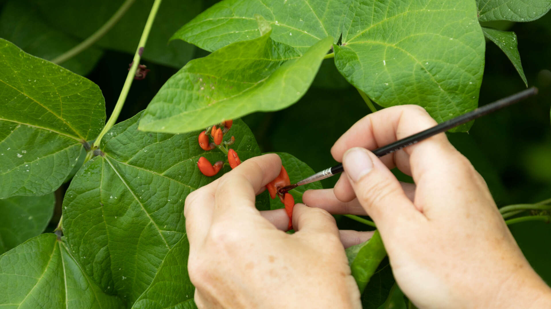 Hand pollinating in seed library