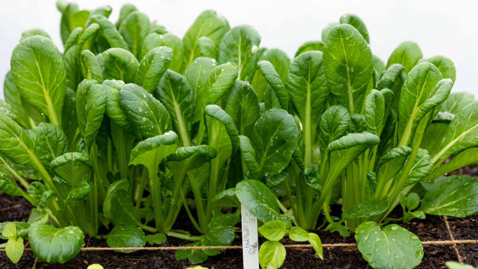 Alternative text should describe the visual content of the image.