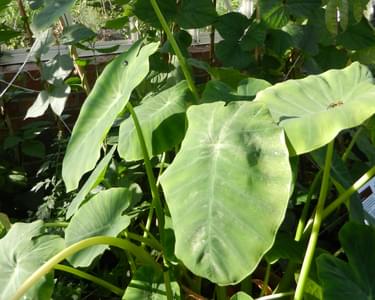 Alternative text should describe the visual content of the image.