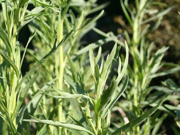 Alternative text should describe the visual content of the image.