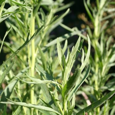 Alternative text should describe the visual content of the image.