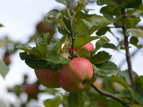 Alternative text should describe the visual content of the image.