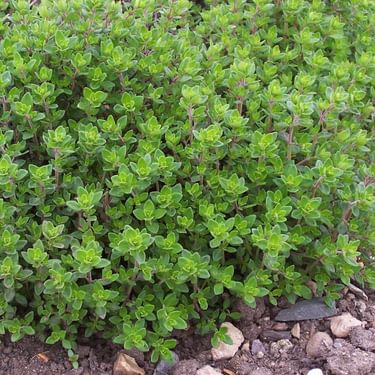 Alternative text should describe the visual content of the image.