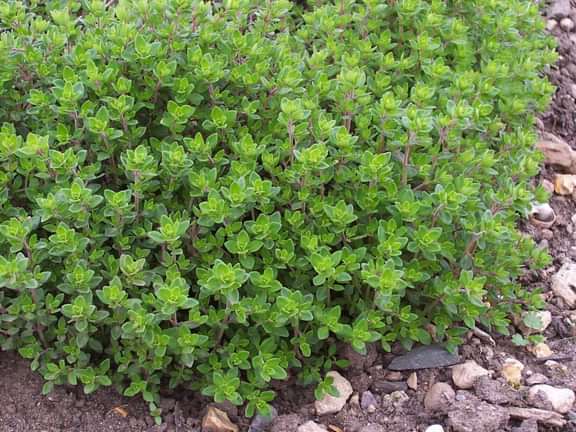 Alternative text should describe the visual content of the image.