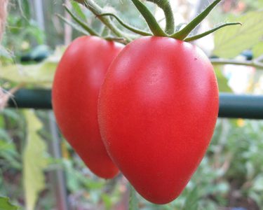 Alternative text should describe the visual content of the image.