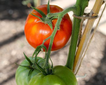 Alternative text should describe the visual content of the image.