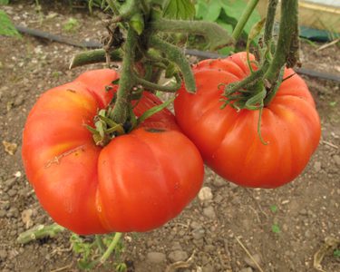 Two fruits of tomato Queen of Hearts growing on plant
