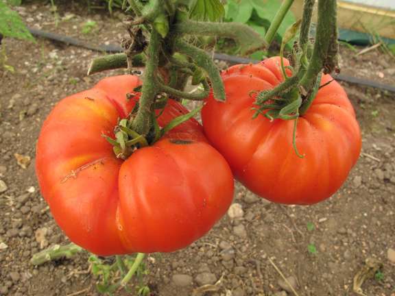 Two fruits of tomato Queen of Hearts growing on plant