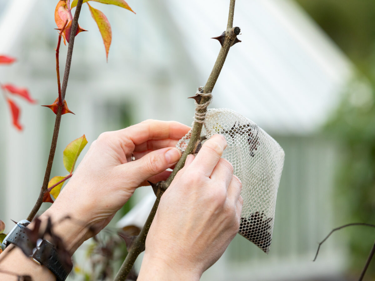 Group learning about gardening