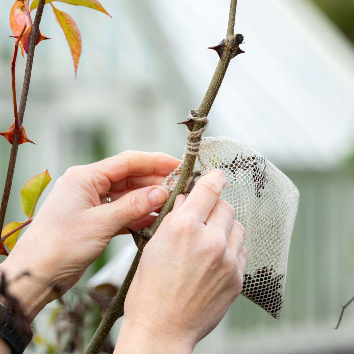 Group learning about gardening
