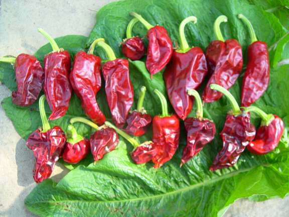 Harvested chilli peppers drying on leaf