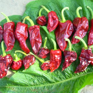 Harvested chilli peppers drying on leaf