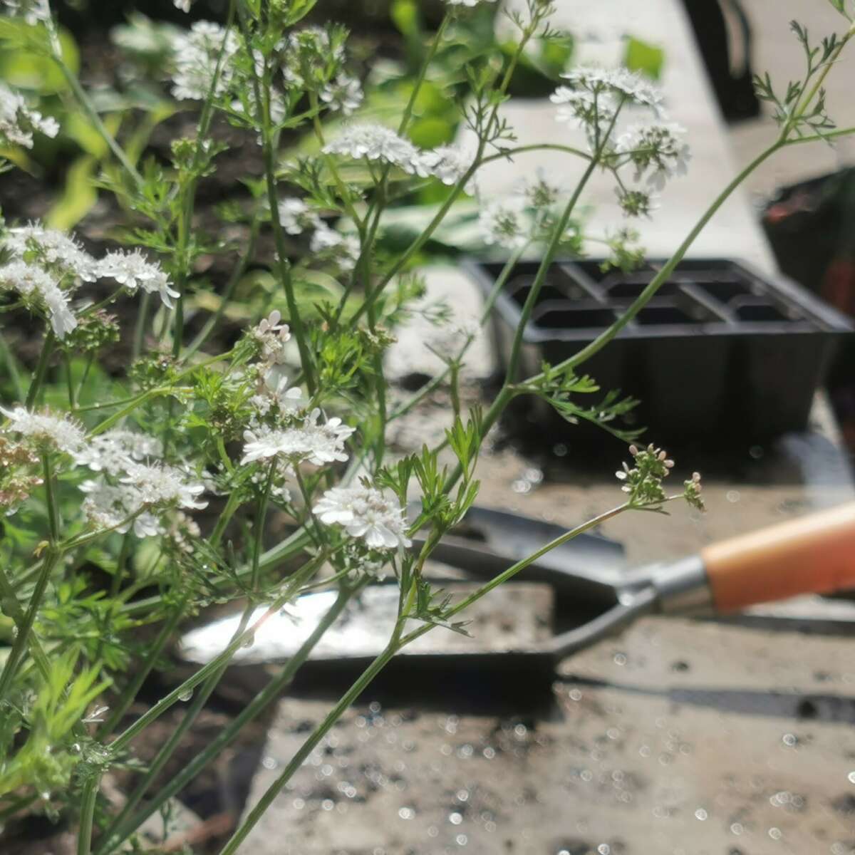 Trowel and herbs at our Master Gardeners project Wales