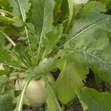 Alternative text should describe the visual content of the image.