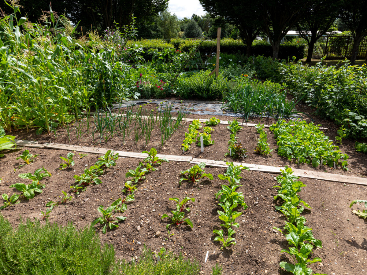 Vegetable plot