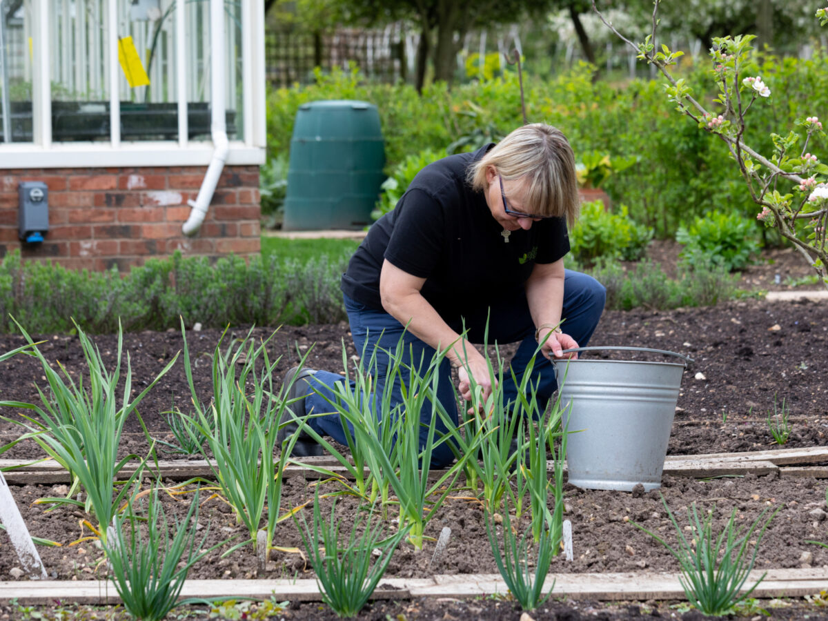 Planting in veg bed