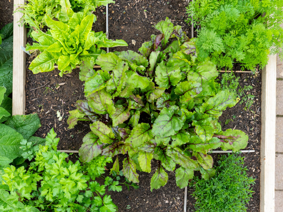 1-metre veg growing bed