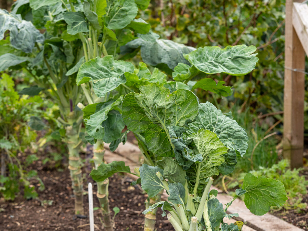 Brassicas growing at Ryton