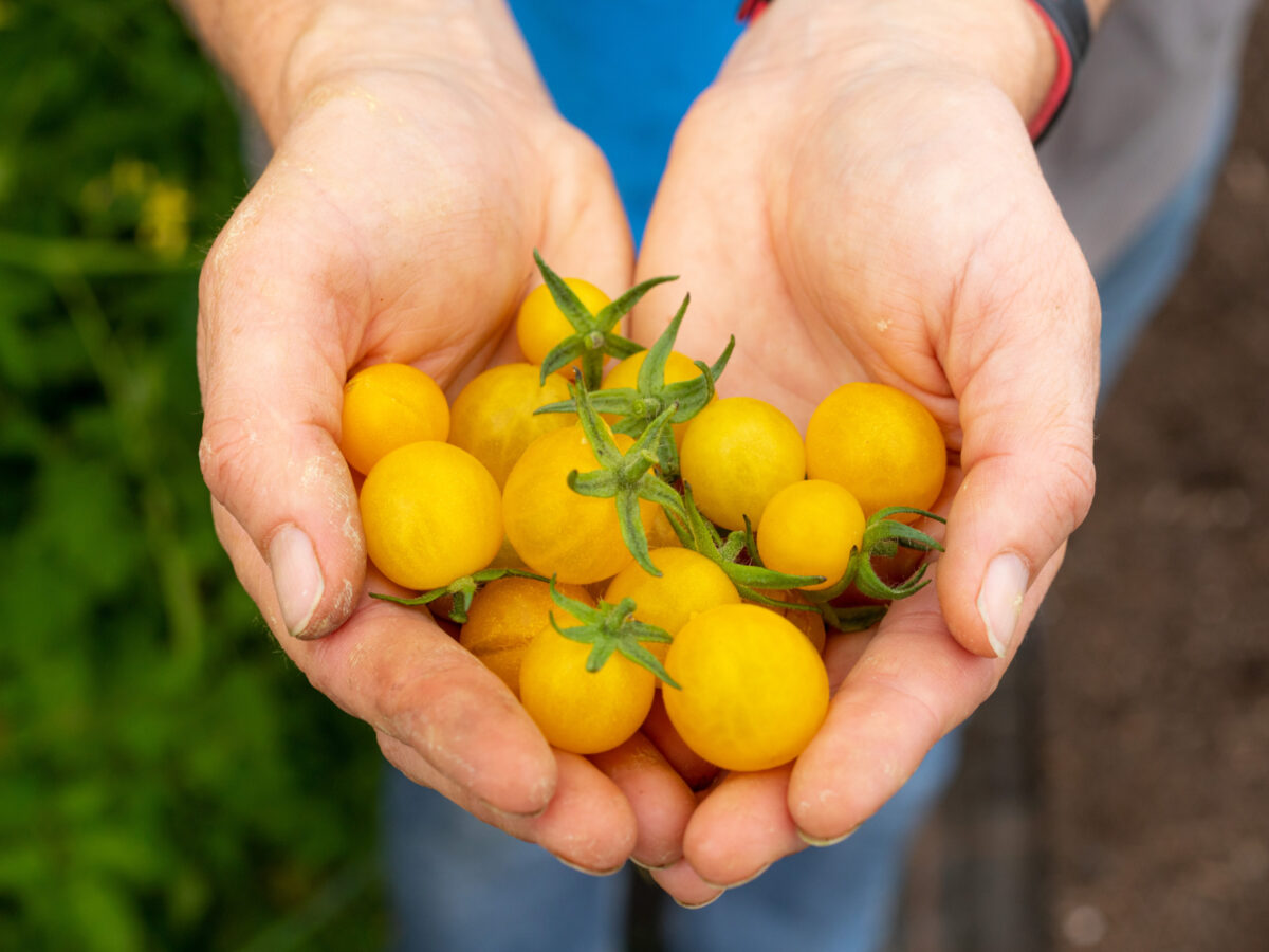 Hands holding tomatoes