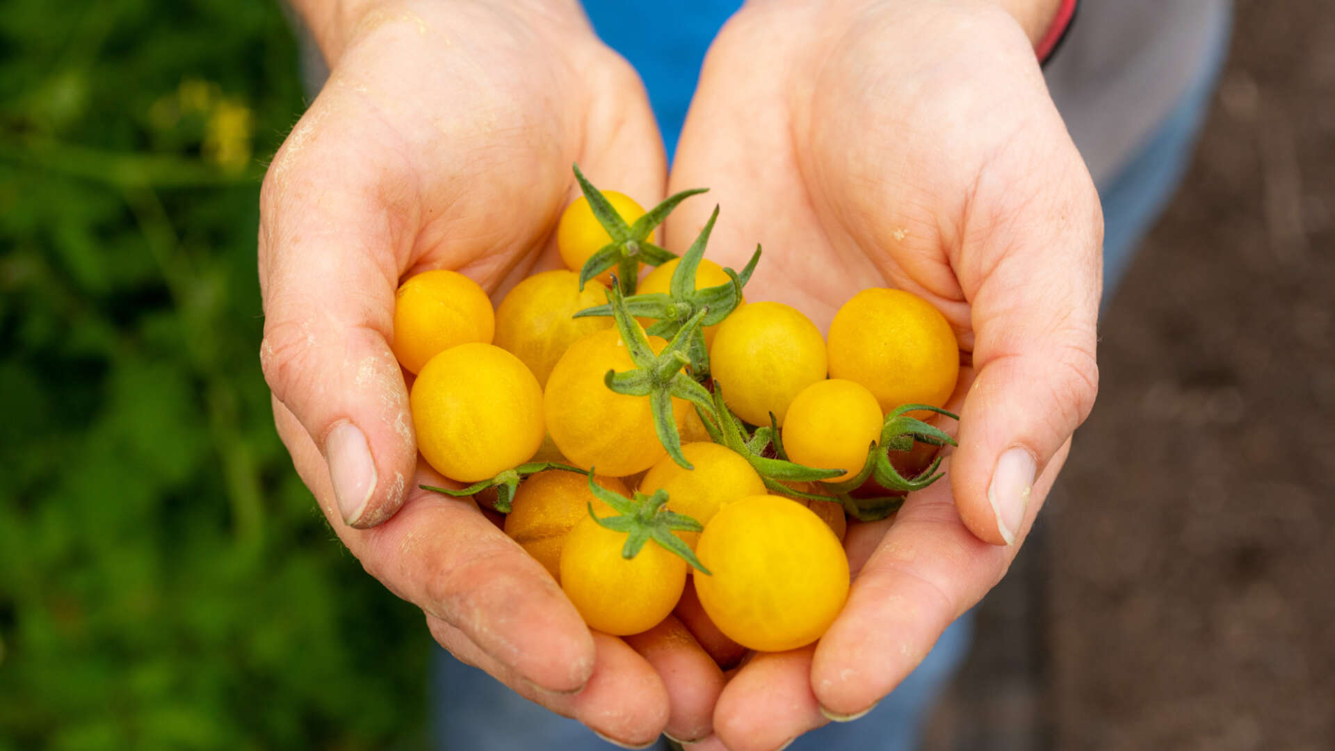 Hands holding tomatoes