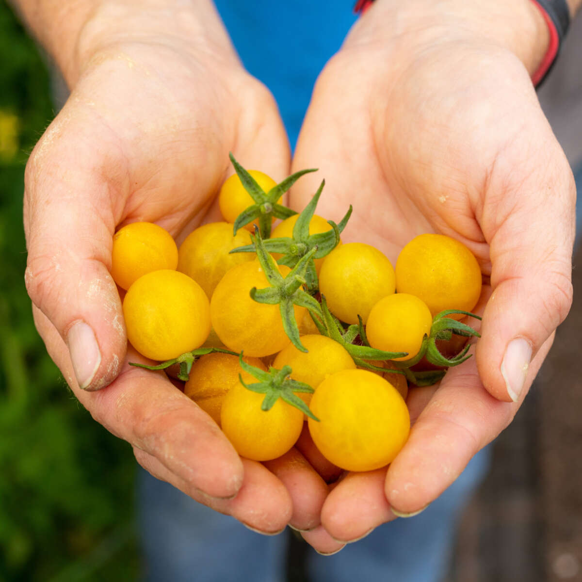 Hands holding tomatoes