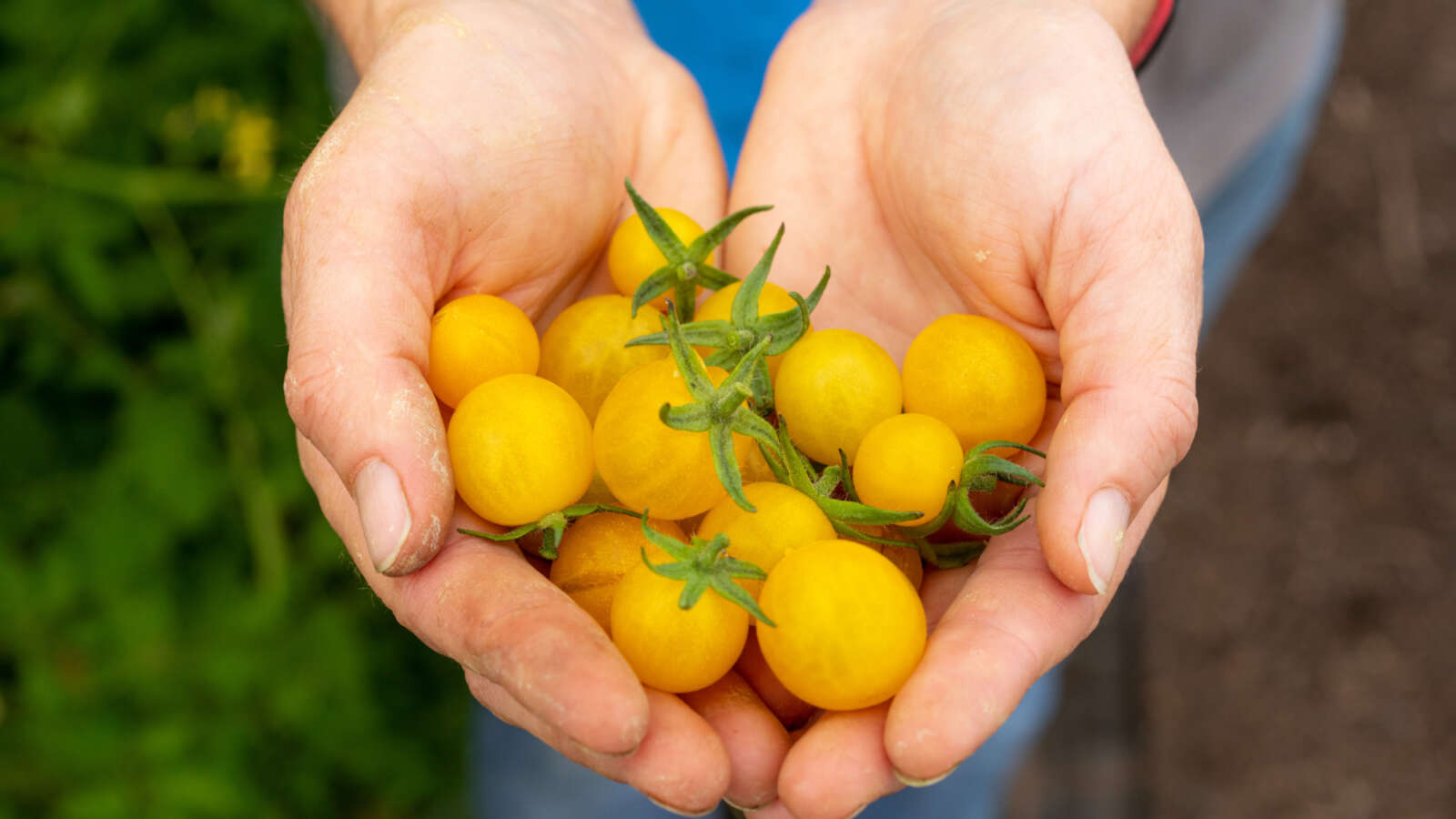 Hands holding tomatoes