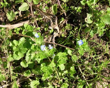 Wall speedwell in flower