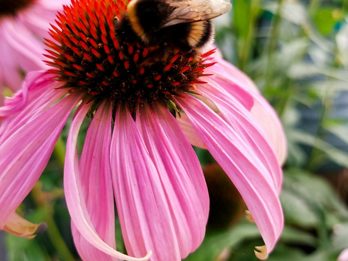 Bee on echinacea