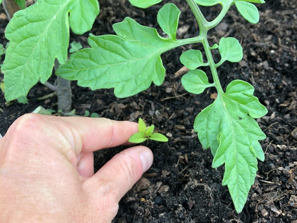 Weeding tomatoes by hand