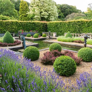 A garden, with a pond, topiary box hedging balls, surrounded by lavender hedging