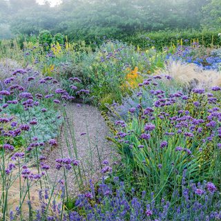 Verbenas and bushes with a winding path running through them at Barnsdale Gardens.