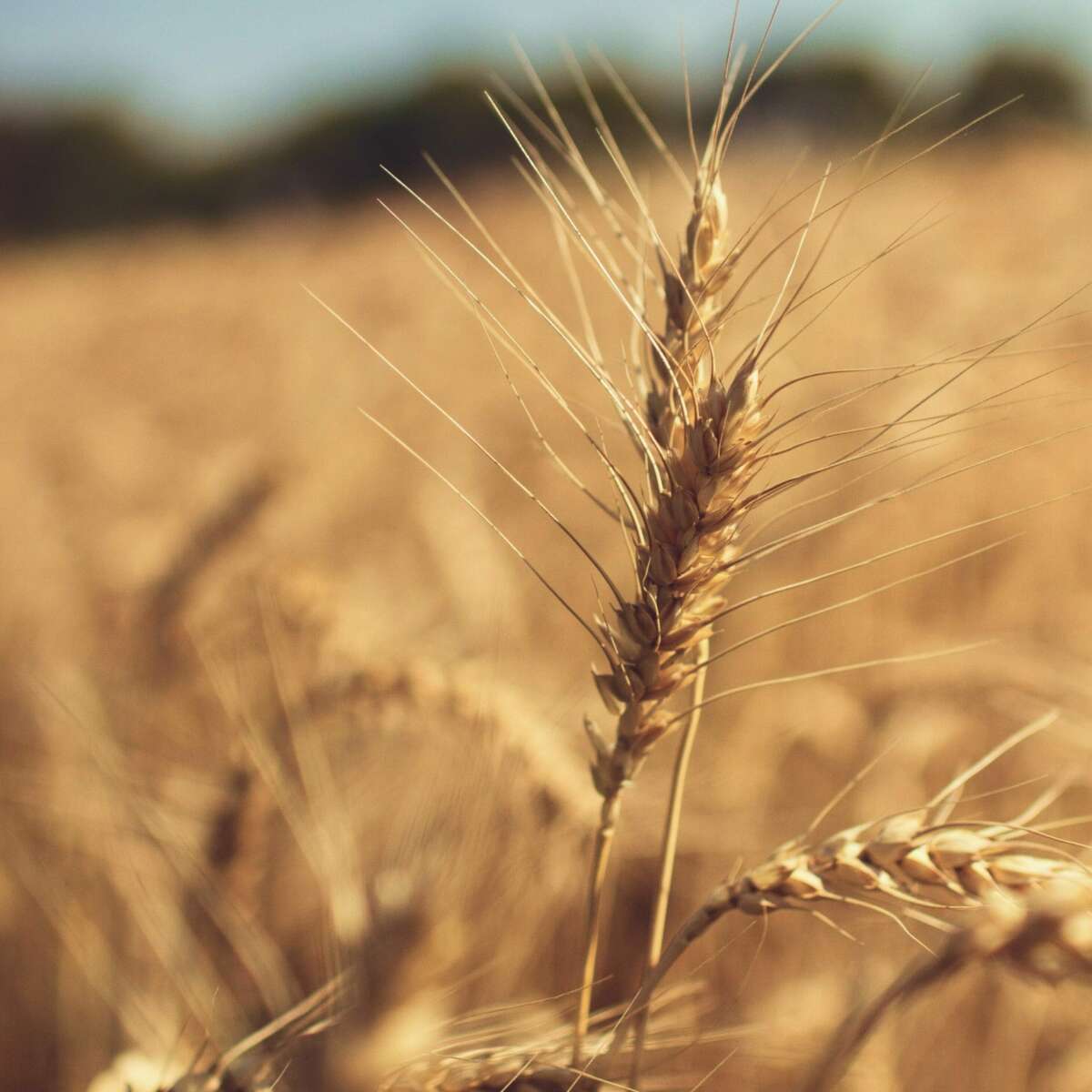 Wheat in field