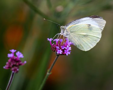 Alternative text should describe the visual content of the image.