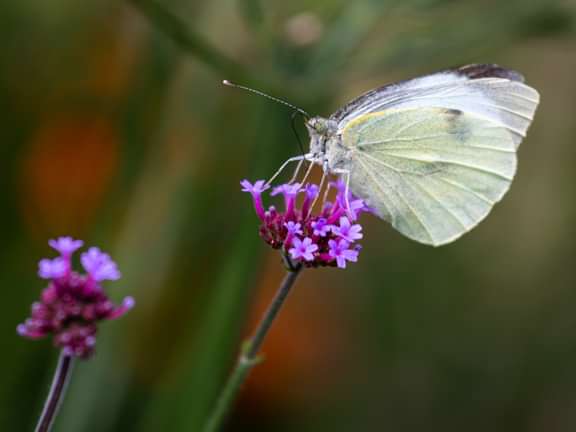 Alternative text should describe the visual content of the image.