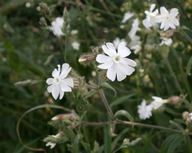 White campion (Silene latifolia) in flower