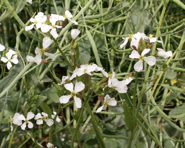 Wild radish with white flowers