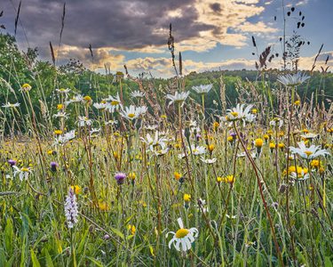 Alternative text should describe the visual content of the image.