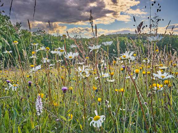 Alternative text should describe the visual content of the image.