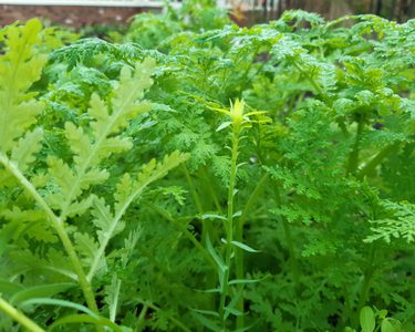 Alternative text should describe the visual content of the image.