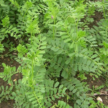 Alternative text should describe the visual content of the image.