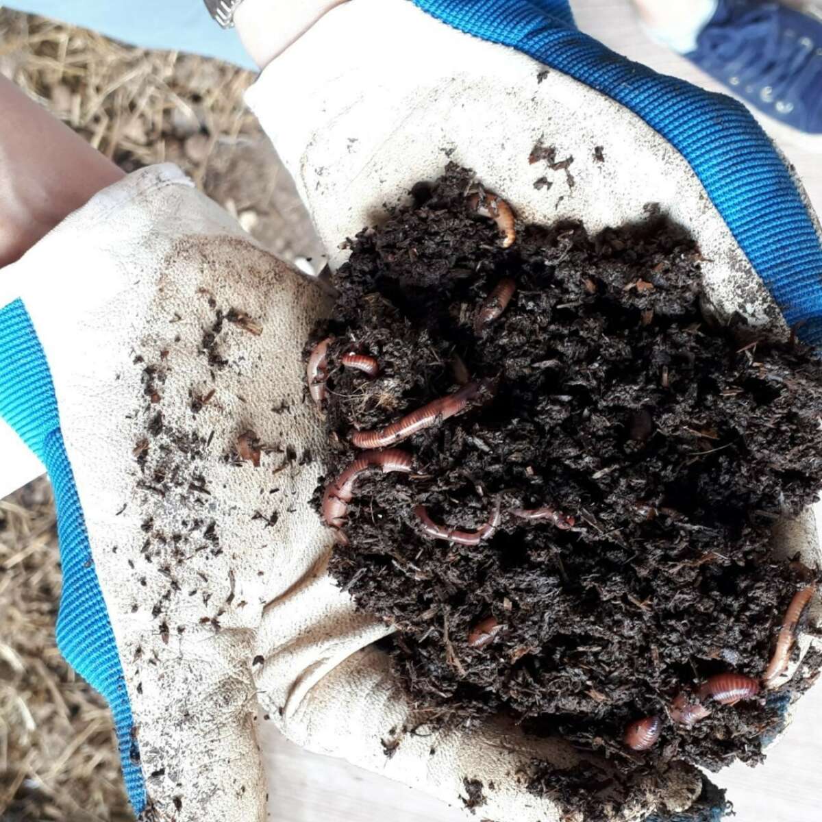 Worms in soil