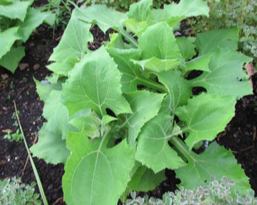 Alternative text should describe the visual content of the image.